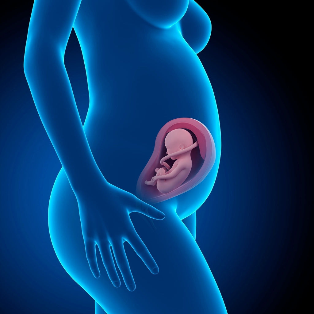 Growing a Human:  Pregnancy Month by Month